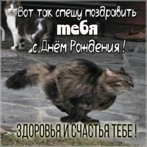 Картинка на день рождения с кошкой - скачать бесплатно на s-dnem-rozhdeniya.ru