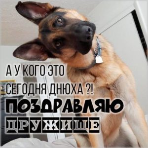 Картинка с днем рождения мужчине с собаками - скачать бесплатно на s-dnem-rozhdeniya.ru