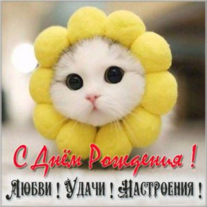 Картинка с днем рождения с котиком - скачать бесплатно на s-dnem-rozhdeniya.ru