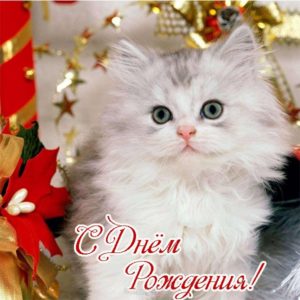 Открытка с днем рождения котенок - скачать бесплатно на s-dnem-rozhdeniya.ru