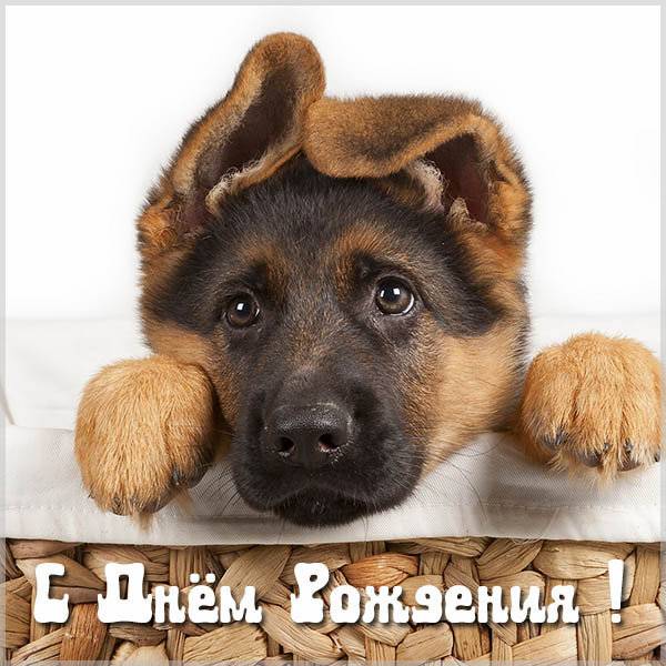 Открытка с днем рождения мужчине с собаками - скачать бесплатно на s-dnem-rozhdeniya.ru