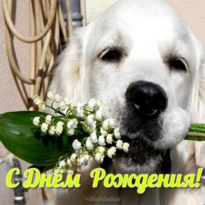 Открытка с собачкой с днем рождения - скачать бесплатно на s-dnem-rozhdeniya.ru
