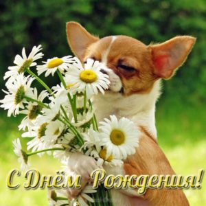 Открытка с собаками на день рождения - скачать бесплатно на s-dnem-rozhdeniya.ru